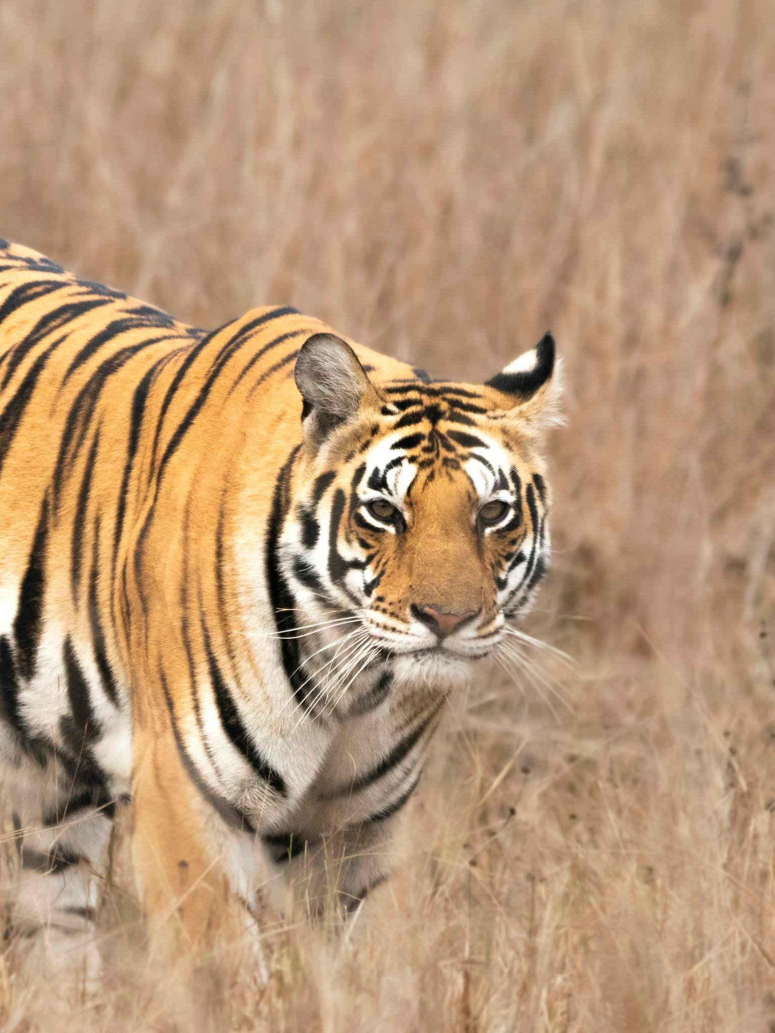 Close-up of a Bengal tiger prowling through the grasslands in Kanha National Park, India.