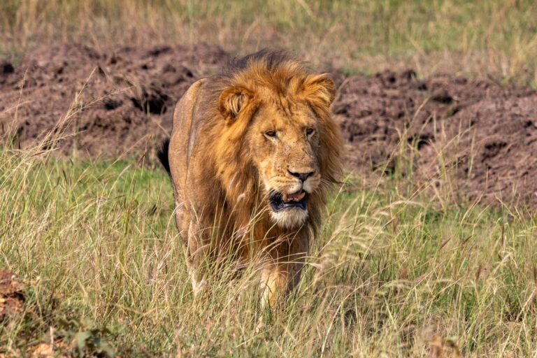 Powerful lion striding through grasslands in Mbarara, Western Uganda.