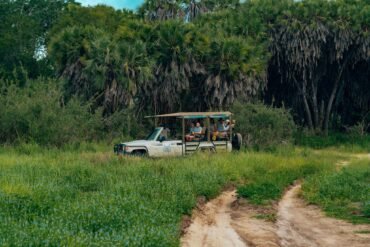 Safari vehicle with tourists exploring a lush tropical landscape on an unpaved road.