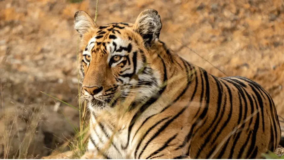 RANTHAMBORE NATIONAL PARK