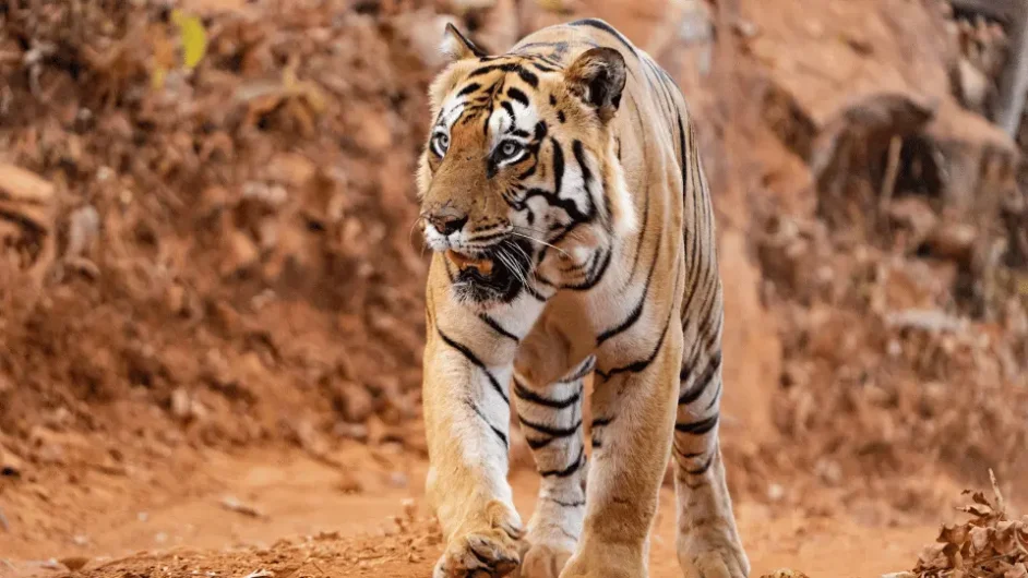 Tadoba National Park