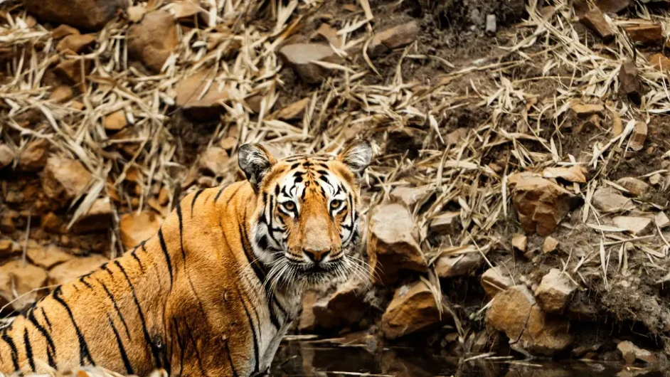 panna national park