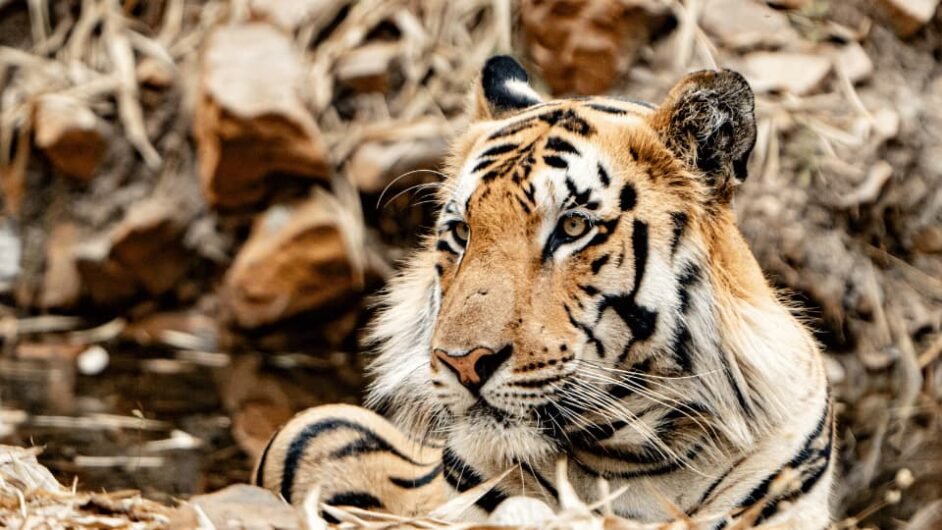 KANHA NATIONAL PARK
