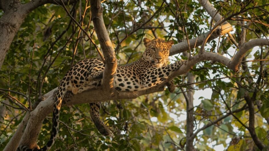 UMRED WILDLIFE SANCTUARY