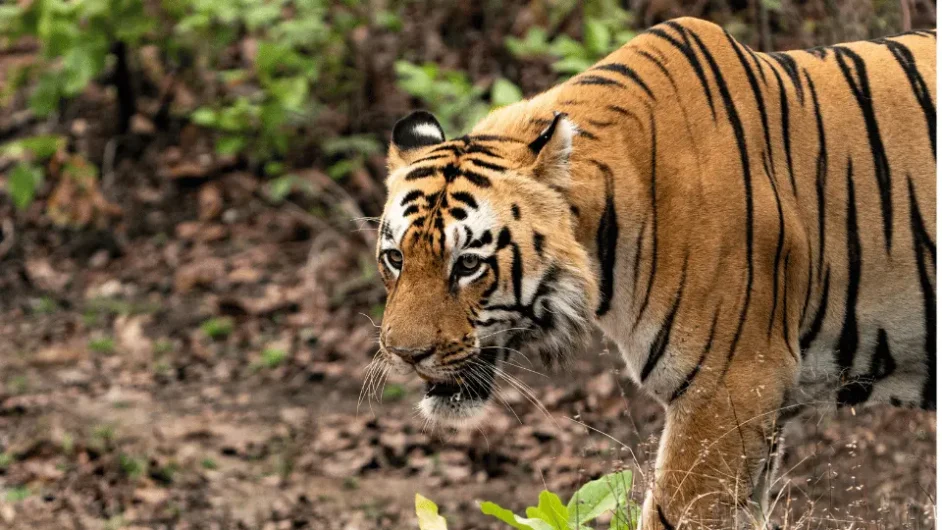 PENCH NATIONAL PARK