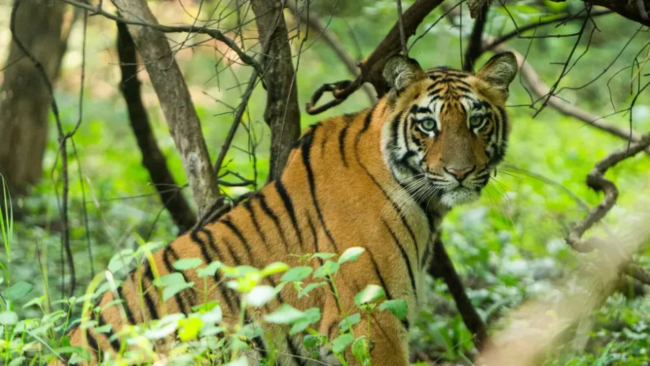tadoba tiger safari