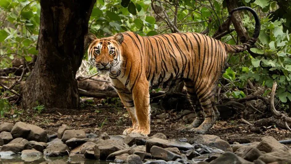 BOR TIGER RESERVE