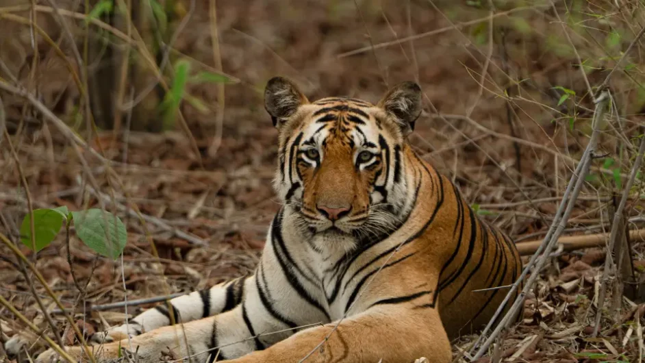 kanha tiger safari
