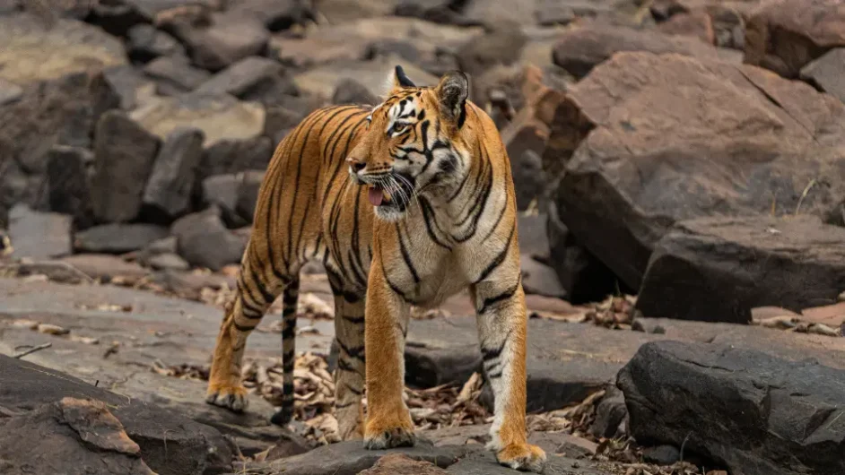 pench tiger safari