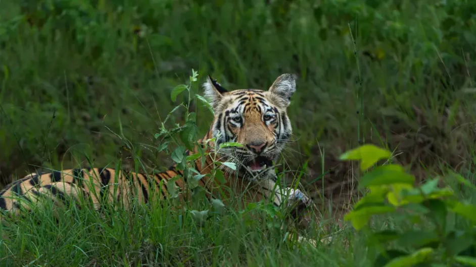 BANDHAVGARH NATIONAL PARK