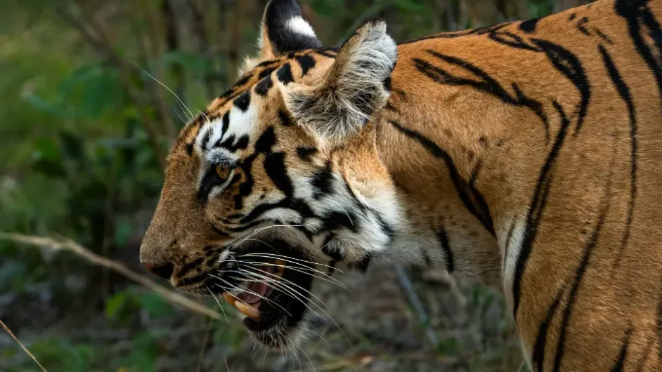 CORBETT TIGER RESERVE