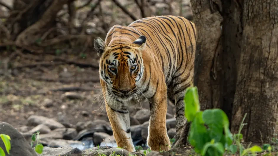 NAGARHOLE TIGER RESERVE