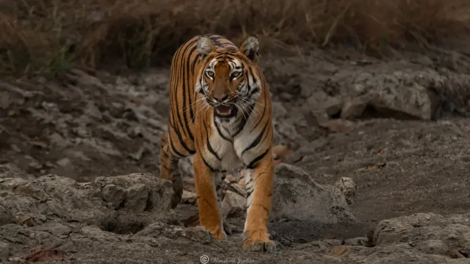 panna tiger safari