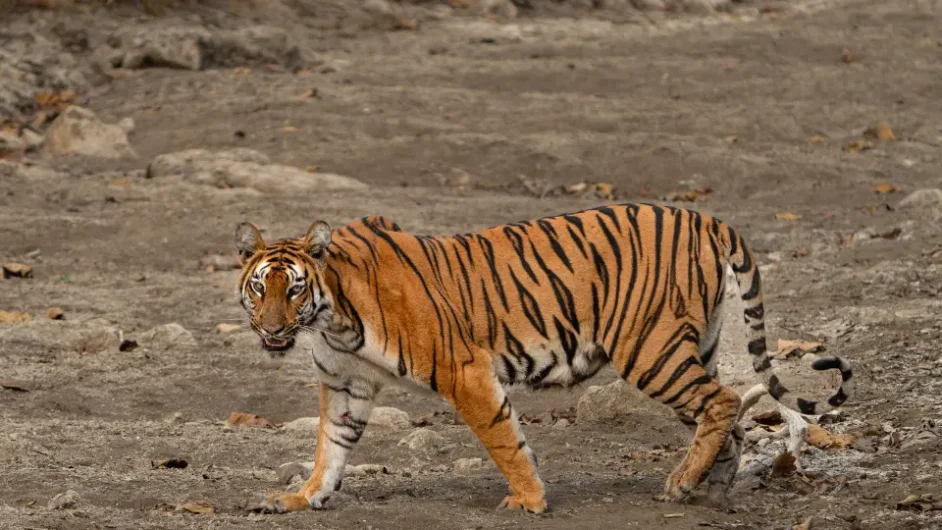 TIPPESHWAR WILDLIFE SANCTUARY