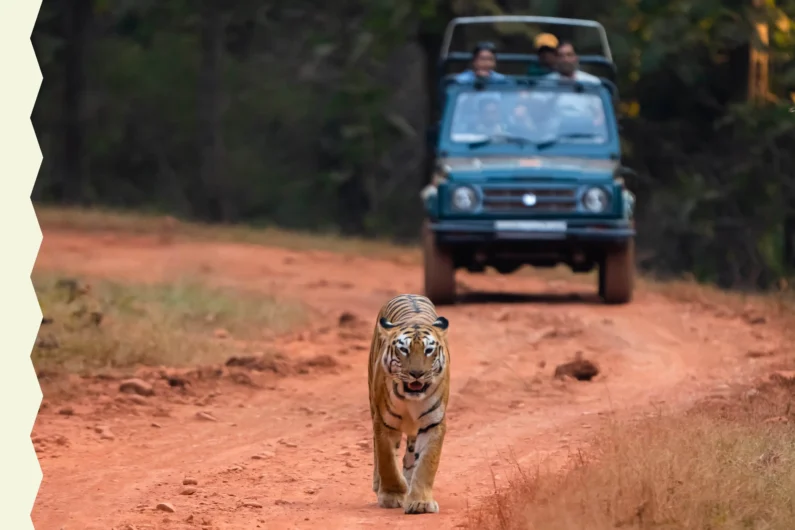 why choose wild india safari